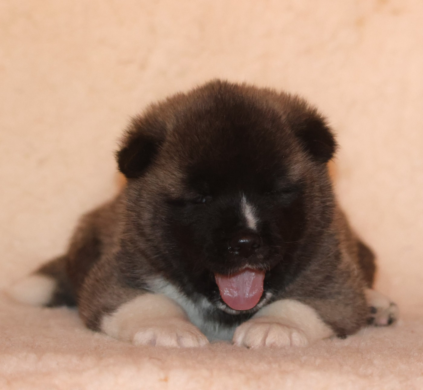 Chiot Akita americain de Daybreak Northern