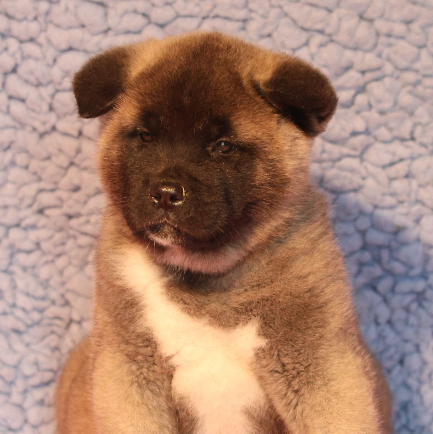 de Daybreak Northern - Chiots disponibles - Akita americain