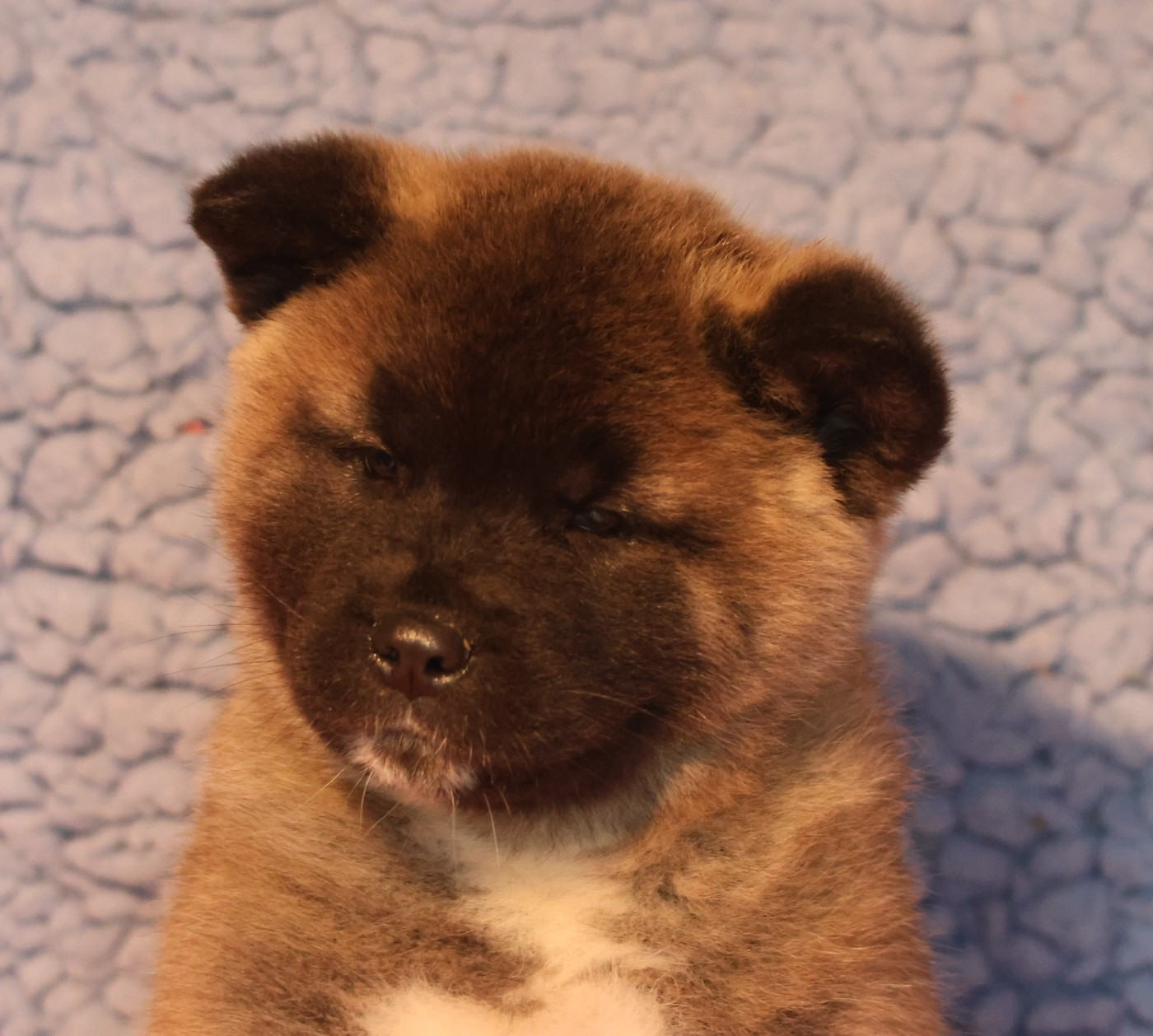 de Daybreak Northern - Chiots disponibles - Akita americain