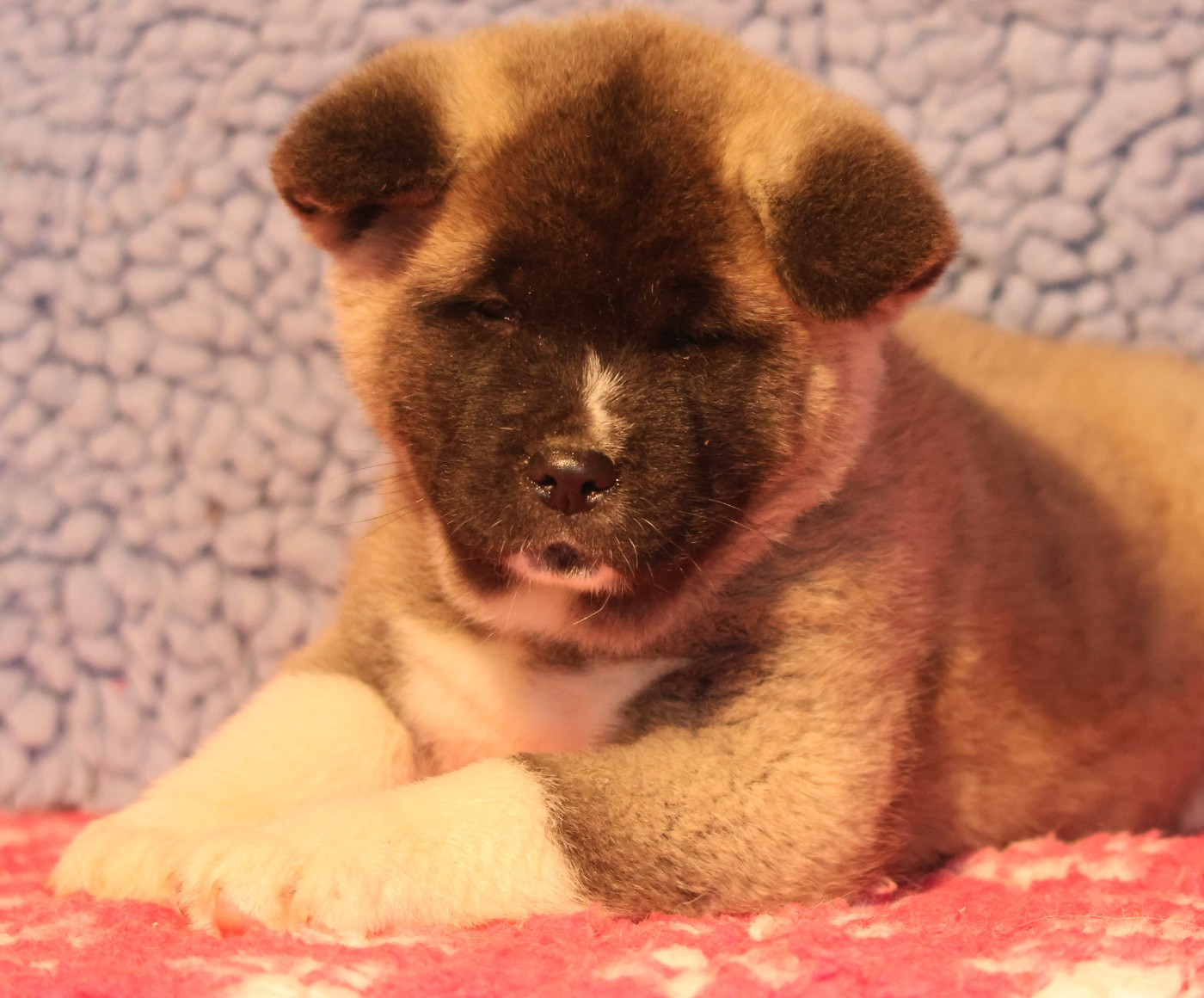 de Daybreak Northern - Chiots disponibles - Akita americain