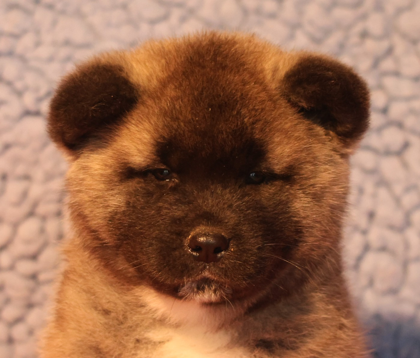 Chiot Akita americain de Daybreak Northern