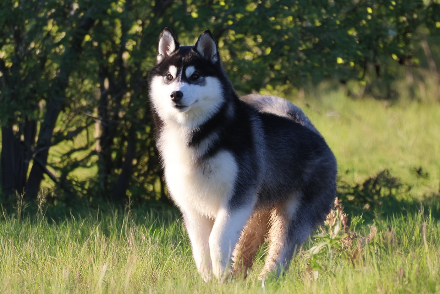 de Daybreak Northern - Chiots disponibles - Siberian Husky