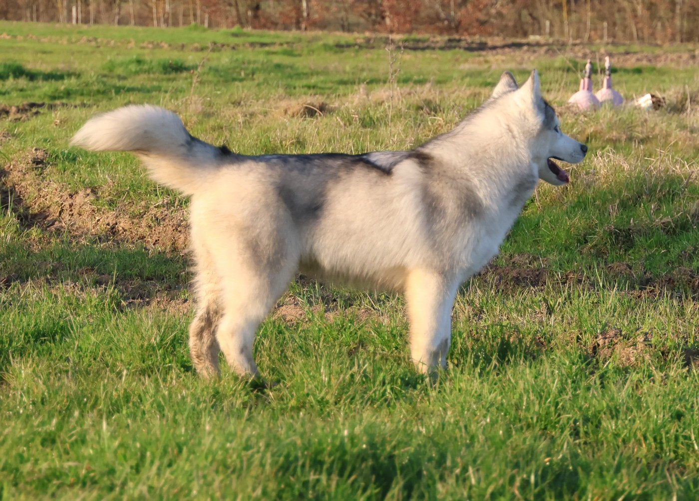 de Daybreak Northern - Chiots disponibles - Siberian Husky