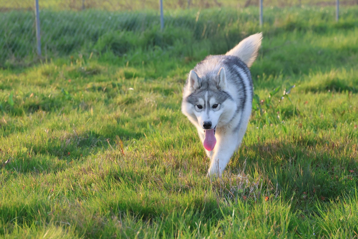 de Daybreak Northern - Chiots disponibles - Siberian Husky