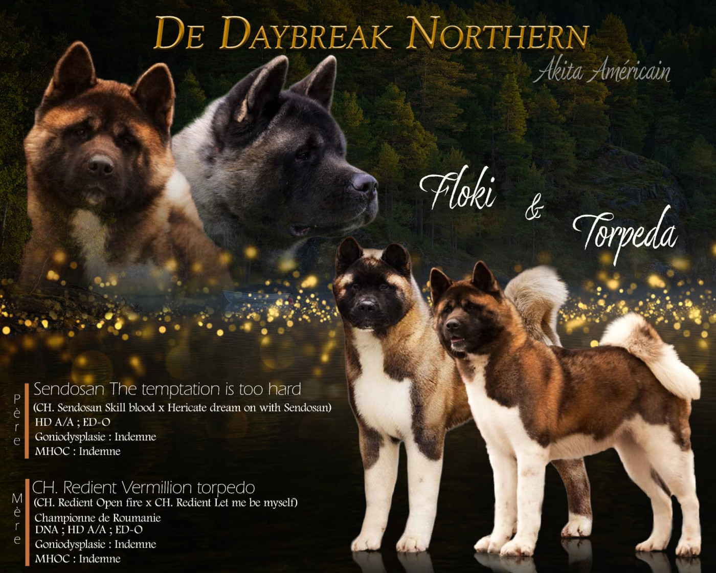 Chiot Akita americain de Daybreak Northern