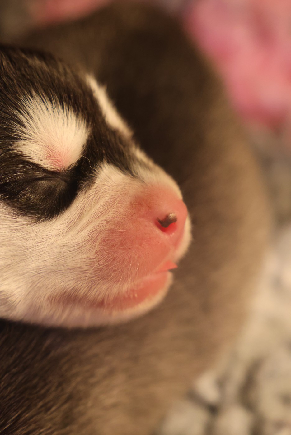 Chiot Siberian Husky de Daybreak Northern