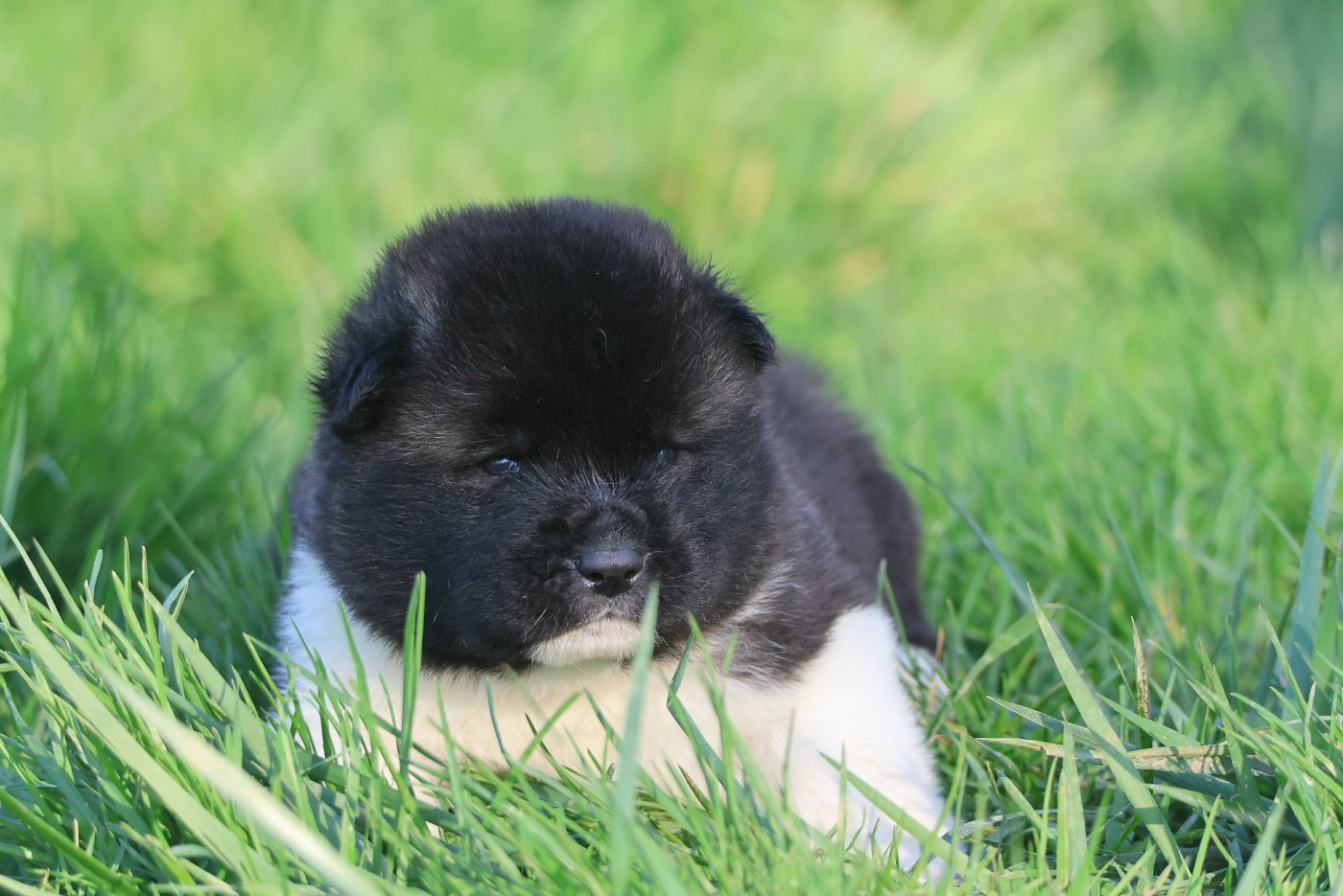 de Daybreak Northern - Chiots disponibles - Akita americain