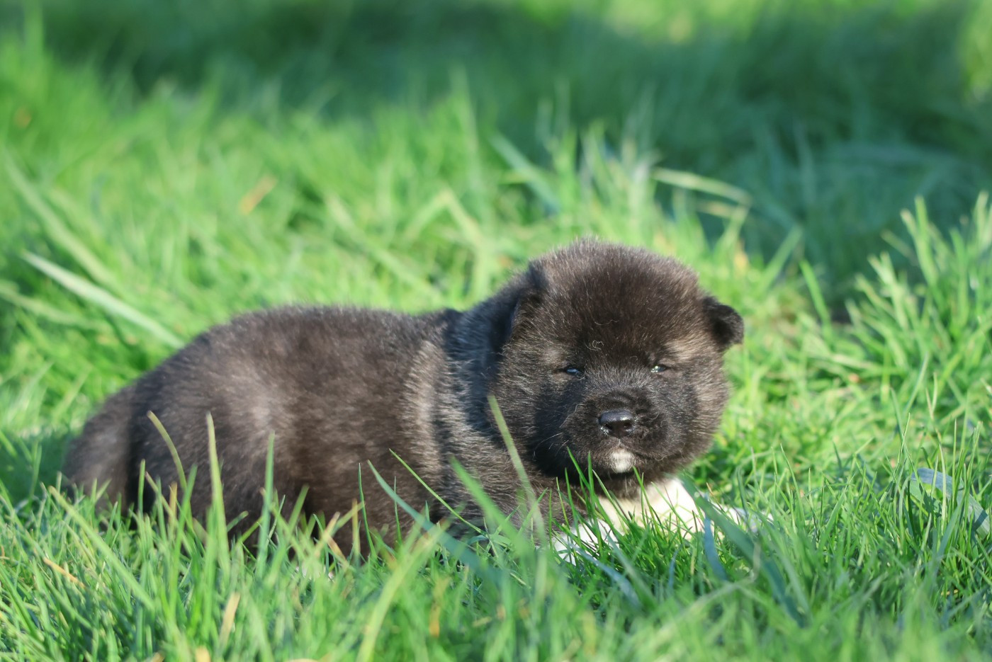 de Daybreak Northern - Chiots disponibles - Akita americain