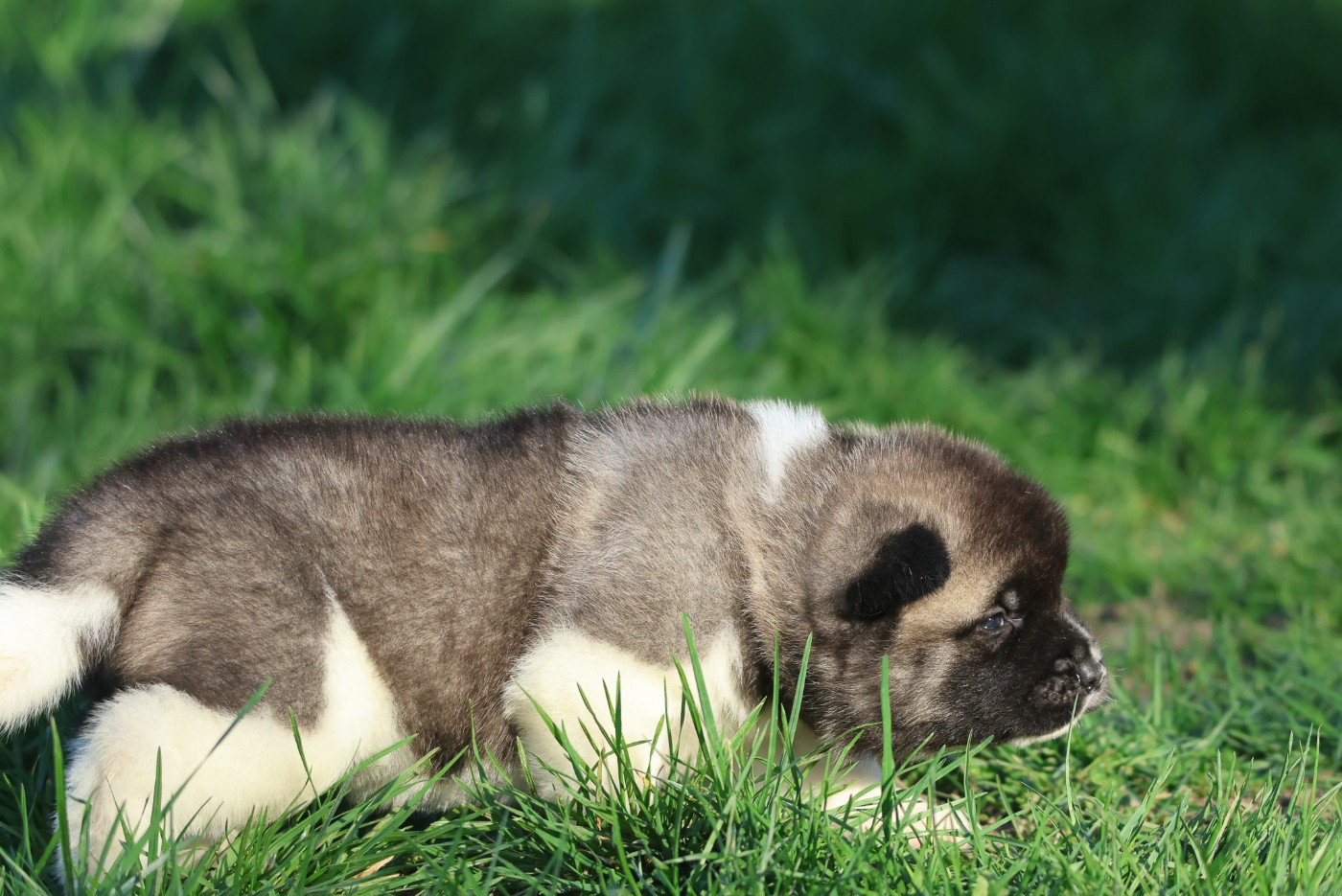 de Daybreak Northern - Chiots disponibles - Akita americain