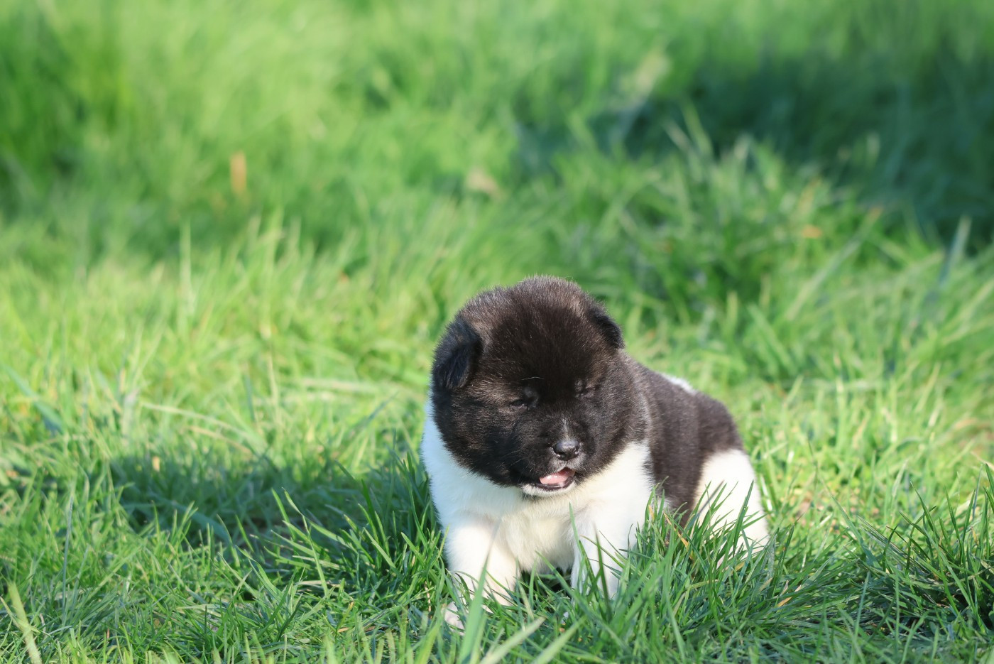de Daybreak Northern - Chiots disponibles - Akita americain
