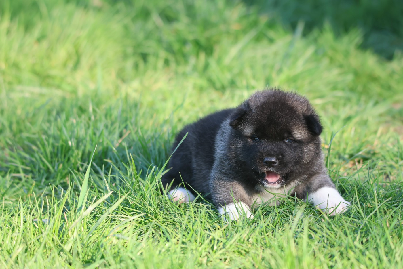 de Daybreak Northern - Chiots disponibles - Akita americain
