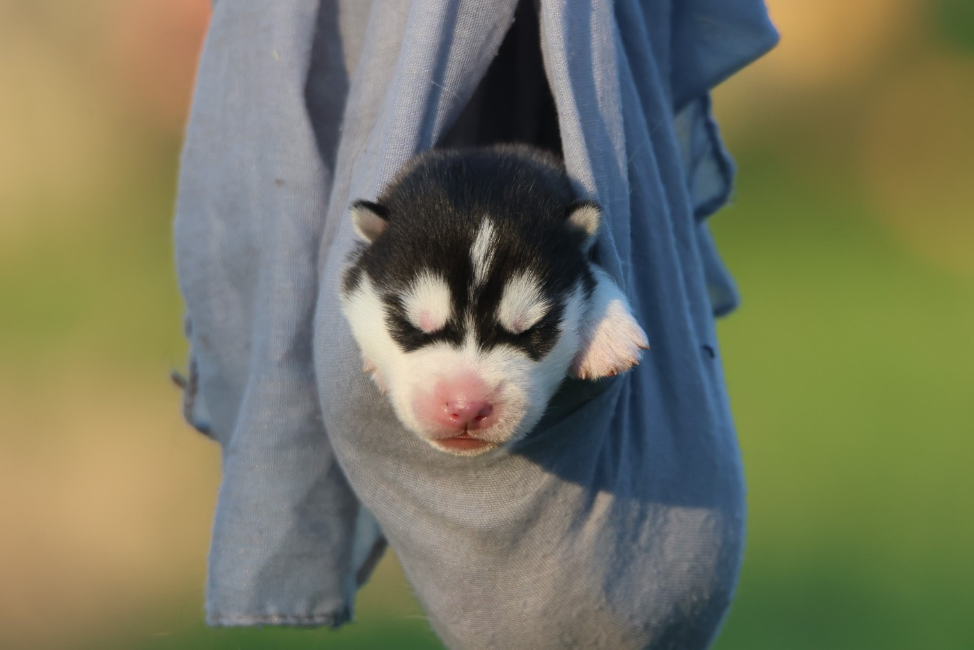 de Daybreak Northern - Chiots disponibles - Siberian Husky