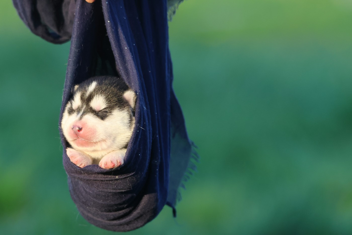 de Daybreak Northern - Chiots disponibles - Siberian Husky