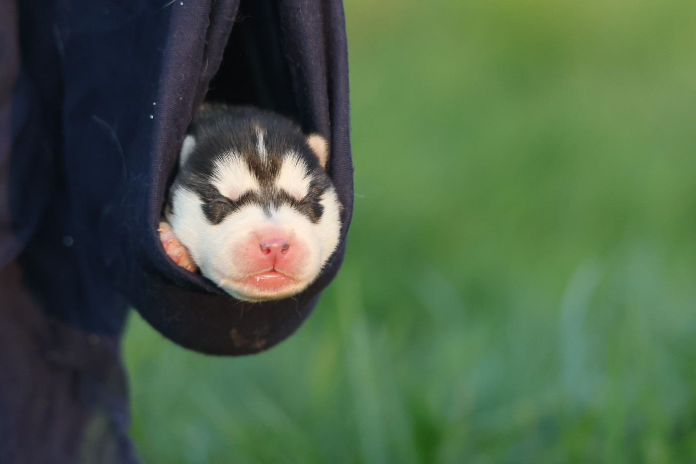 de Daybreak Northern - Chiots disponibles - Siberian Husky