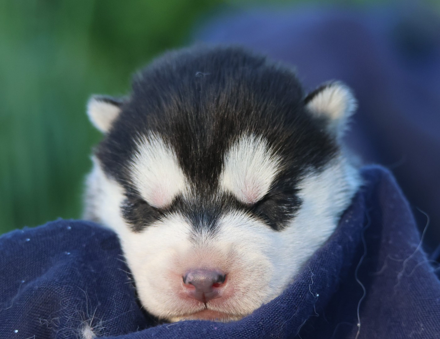 de Daybreak Northern - Chiots disponibles - Siberian Husky