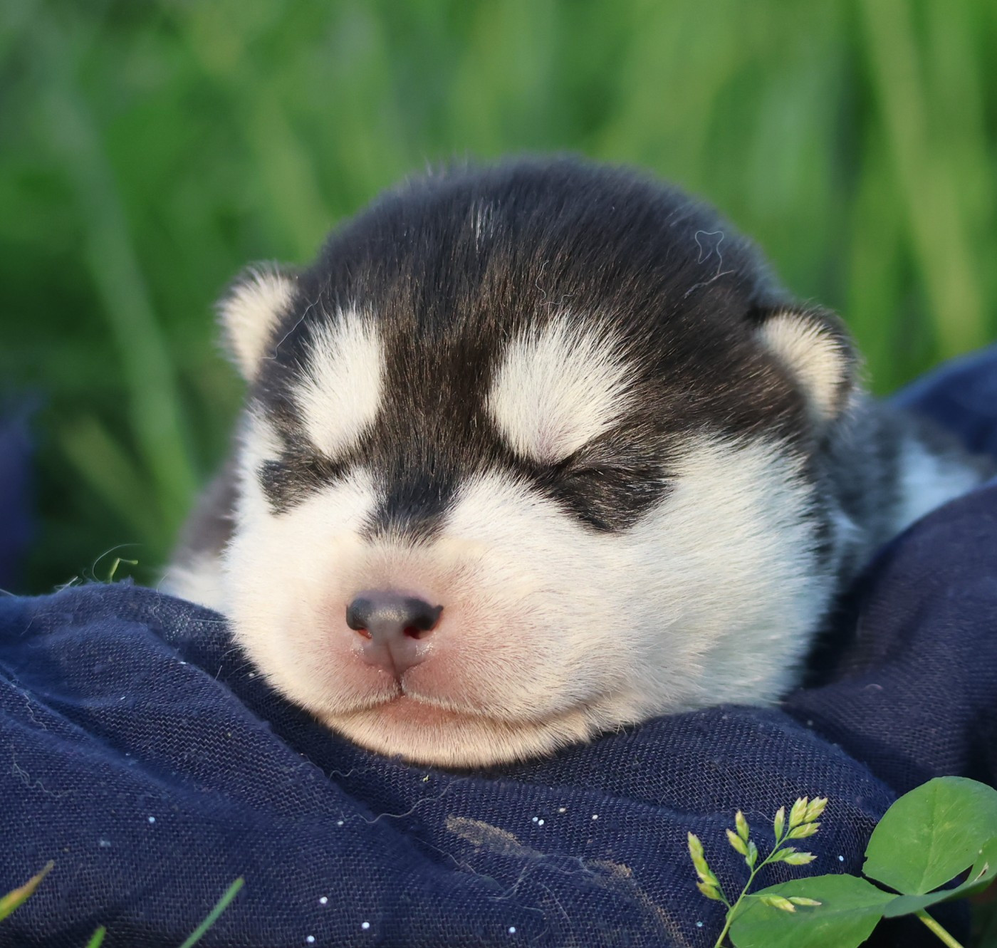 de Daybreak Northern - Chiots disponibles - Siberian Husky