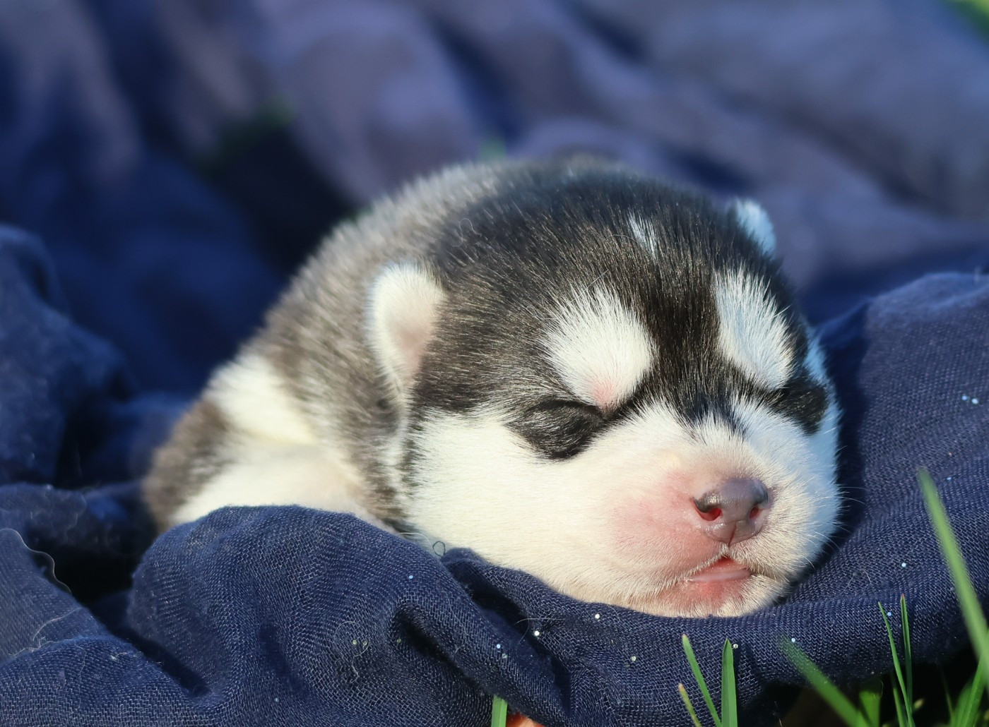 de Daybreak Northern - Chiots disponibles - Siberian Husky
