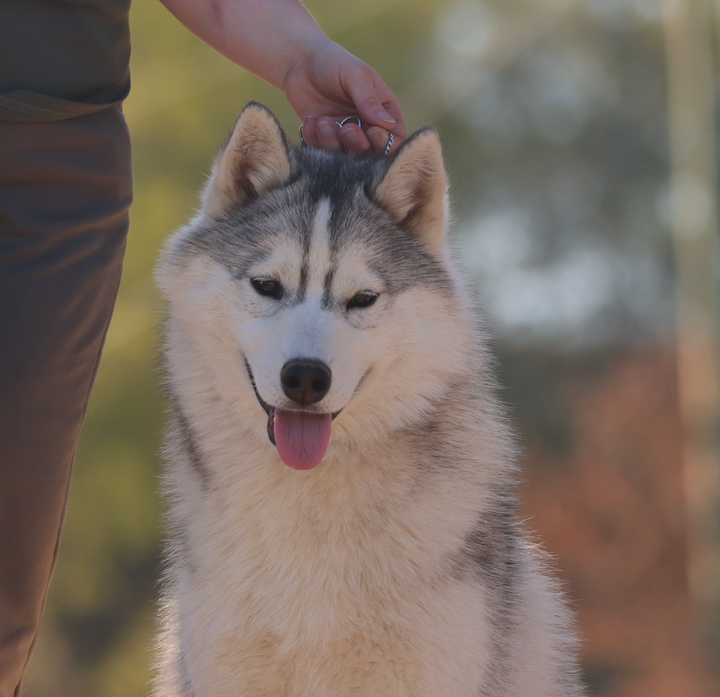 de Daybreak Northern - Chiots disponibles - Siberian Husky