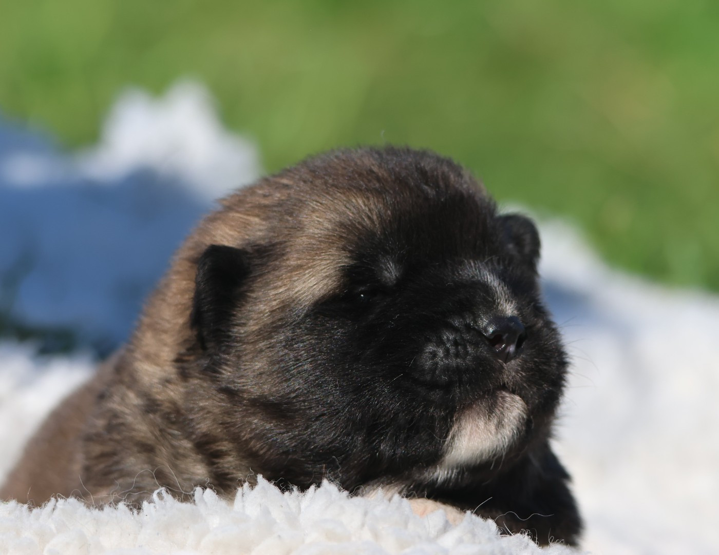 de Daybreak Northern - Chiots disponibles - Akita americain