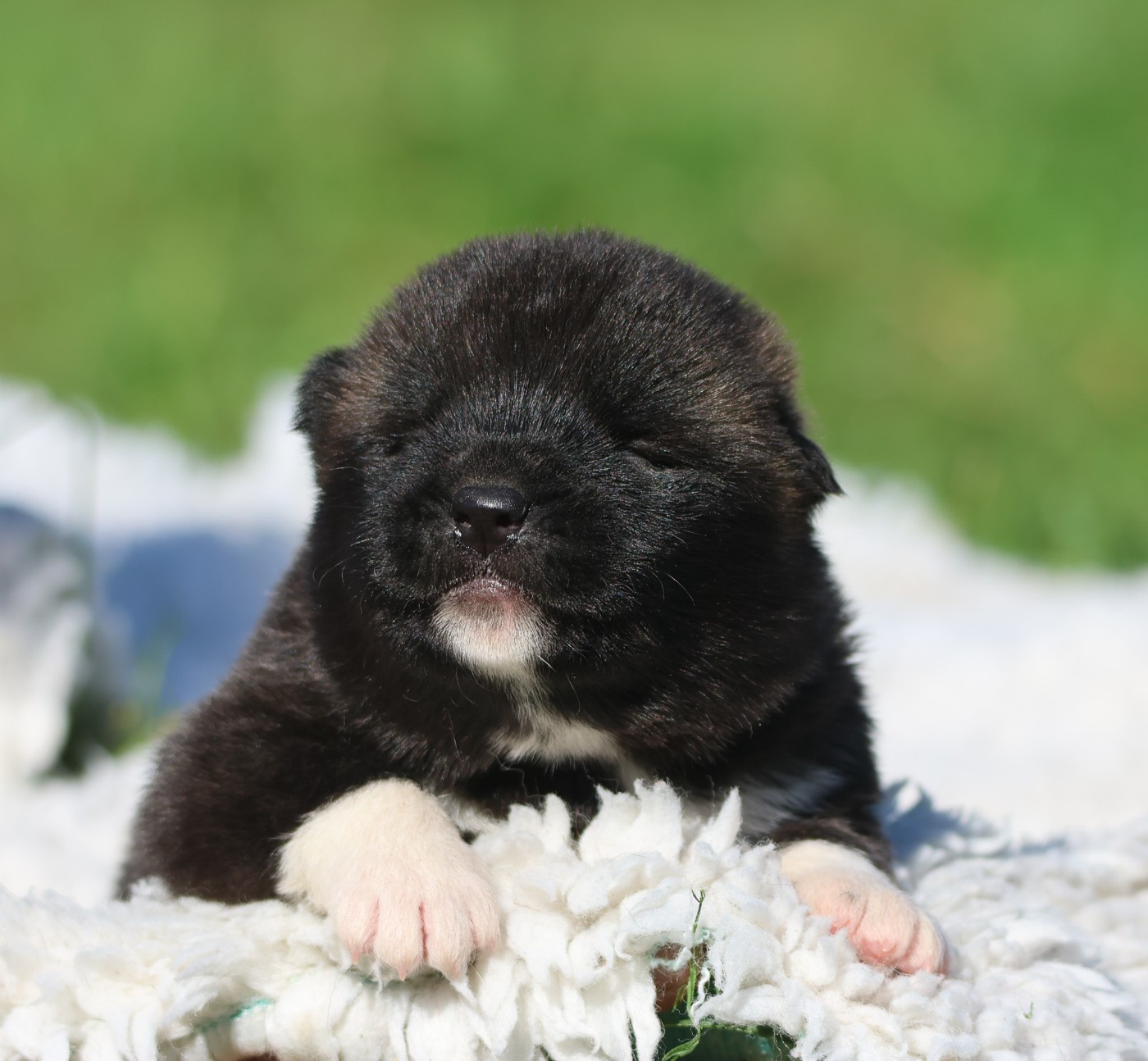 de Daybreak Northern - Chiots disponibles - Akita americain