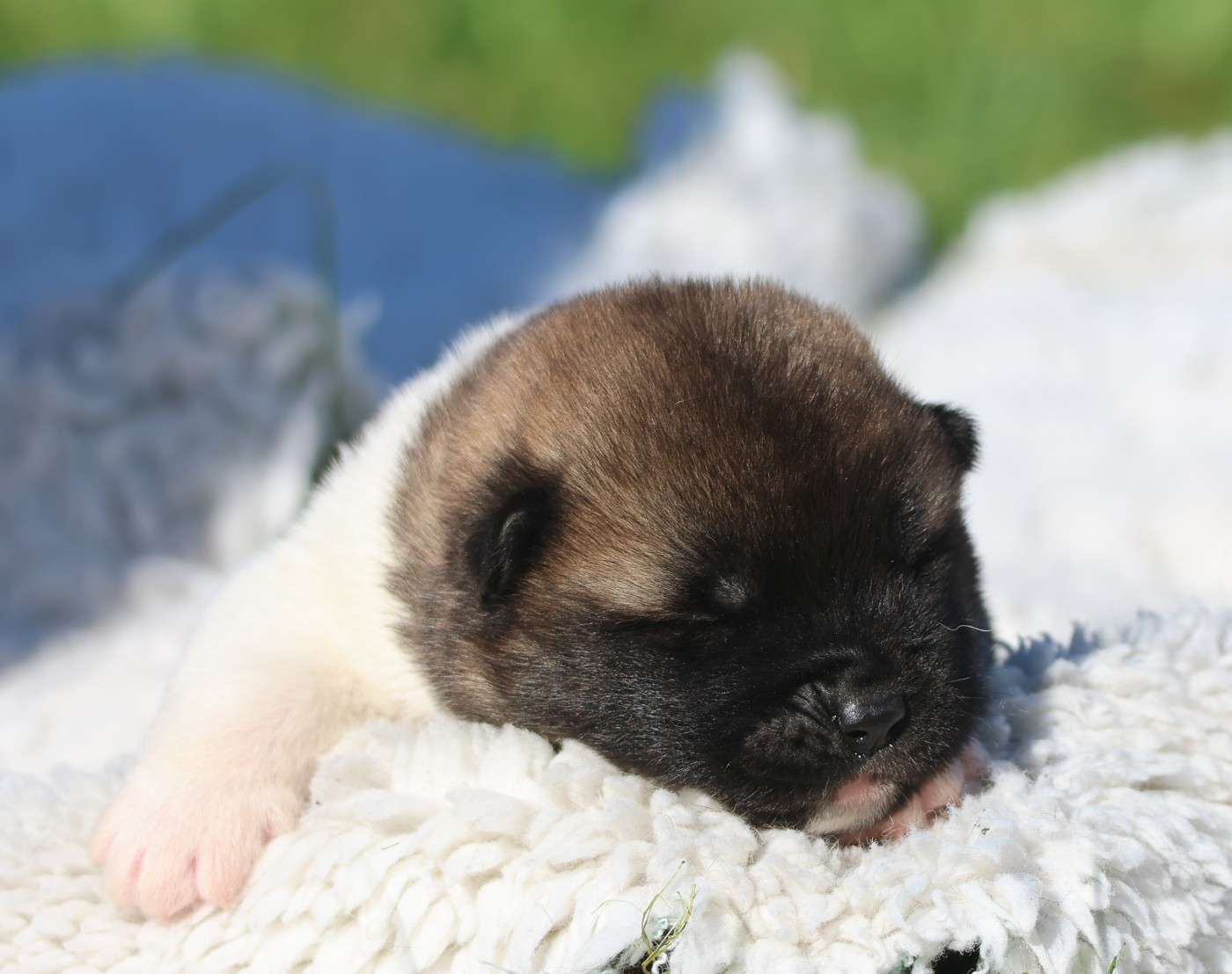 de Daybreak Northern - Chiots disponibles - Akita americain