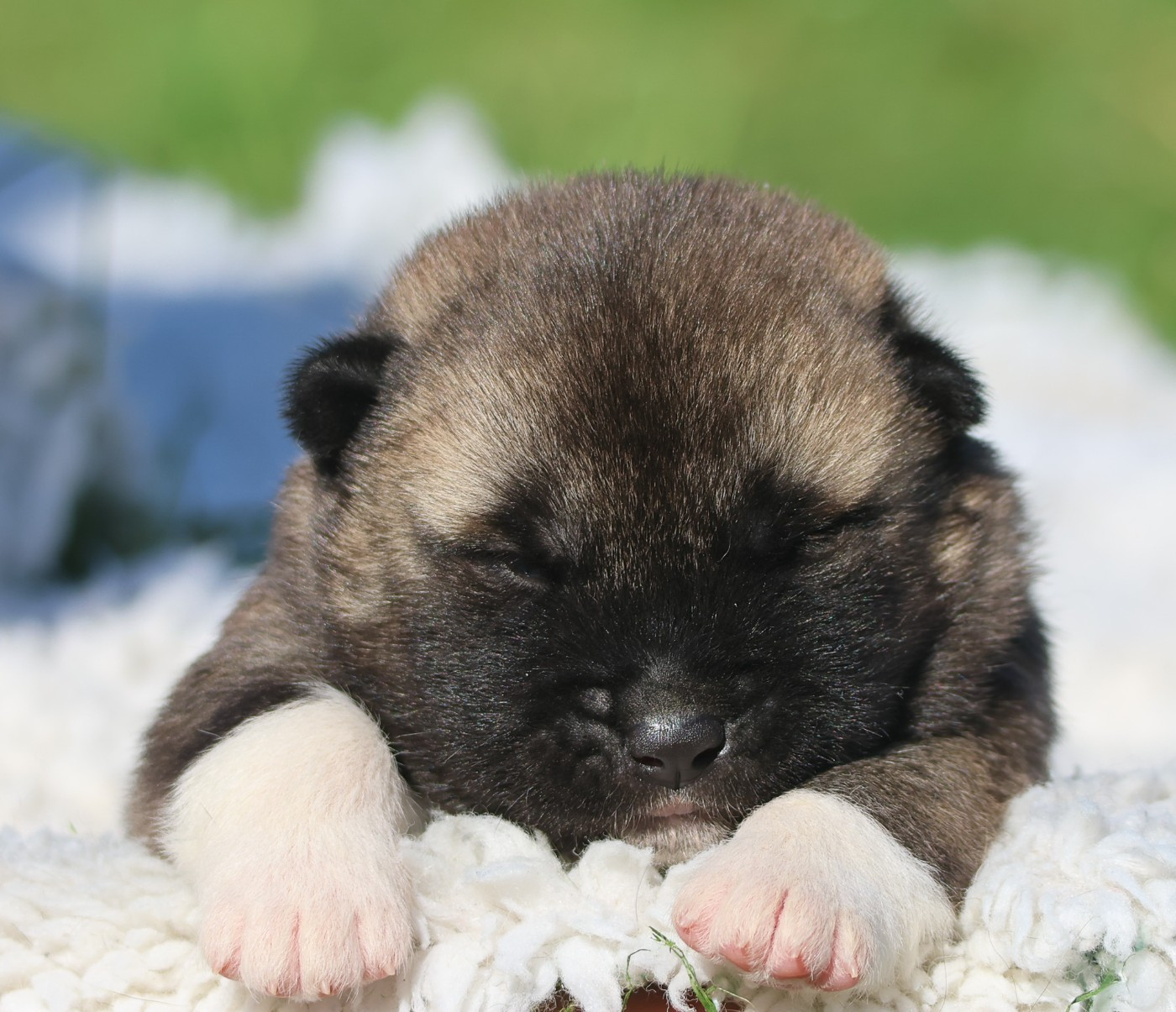 de Daybreak Northern - Chiots disponibles - Akita americain