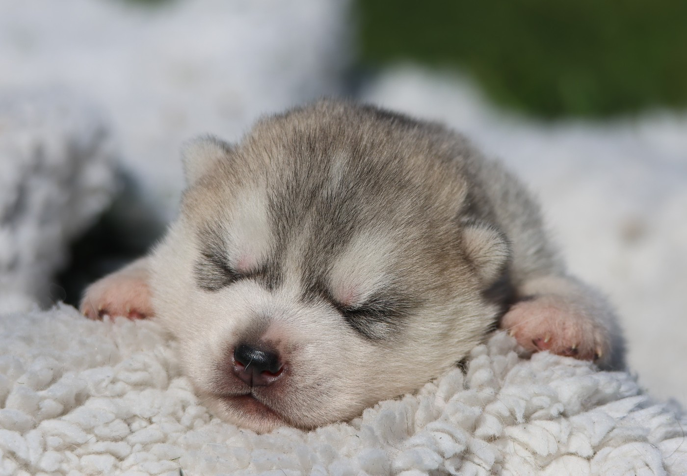 de Daybreak Northern - Chiots disponibles - Siberian Husky