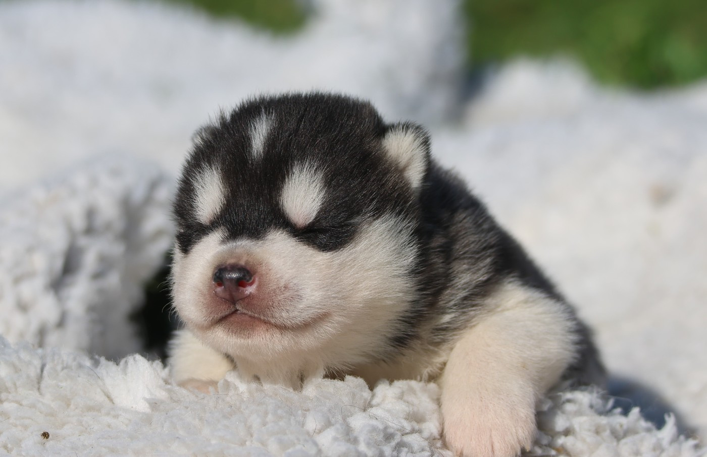 de Daybreak Northern - Chiots disponibles - Siberian Husky