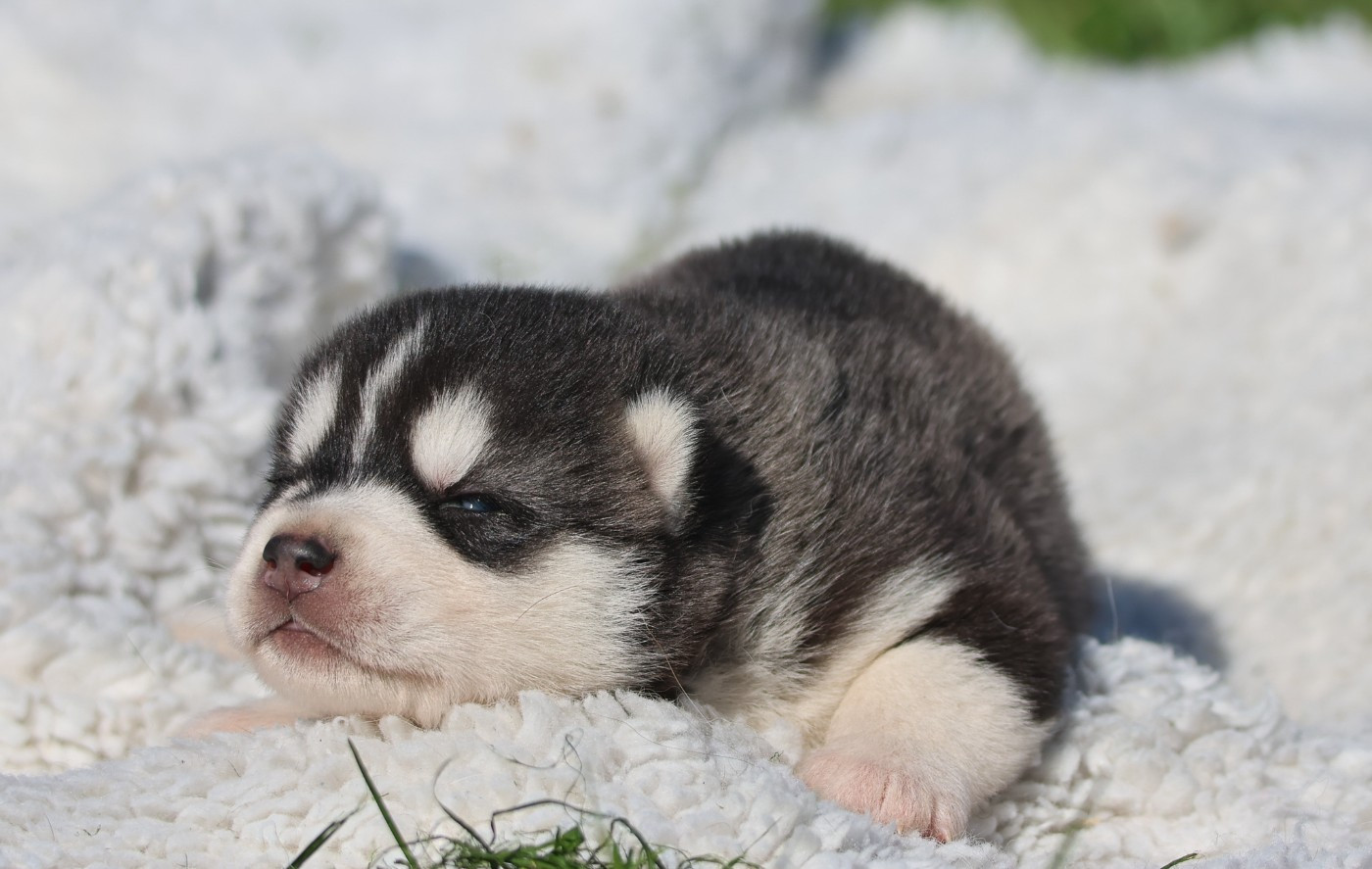 de Daybreak Northern - Chiots disponibles - Siberian Husky