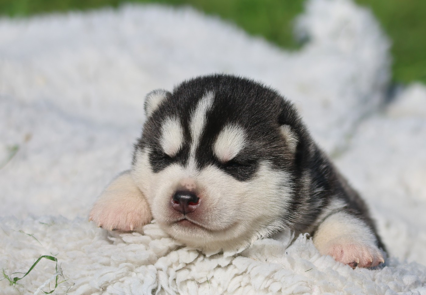 de Daybreak Northern - Chiots disponibles - Siberian Husky