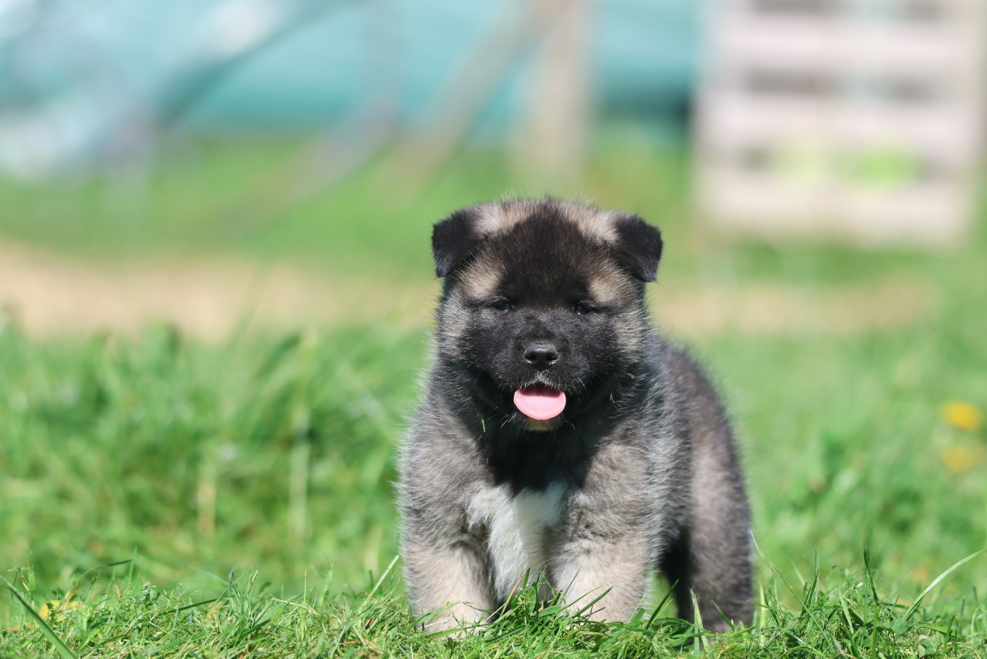 de Daybreak Northern - Chiots disponibles - Akita americain