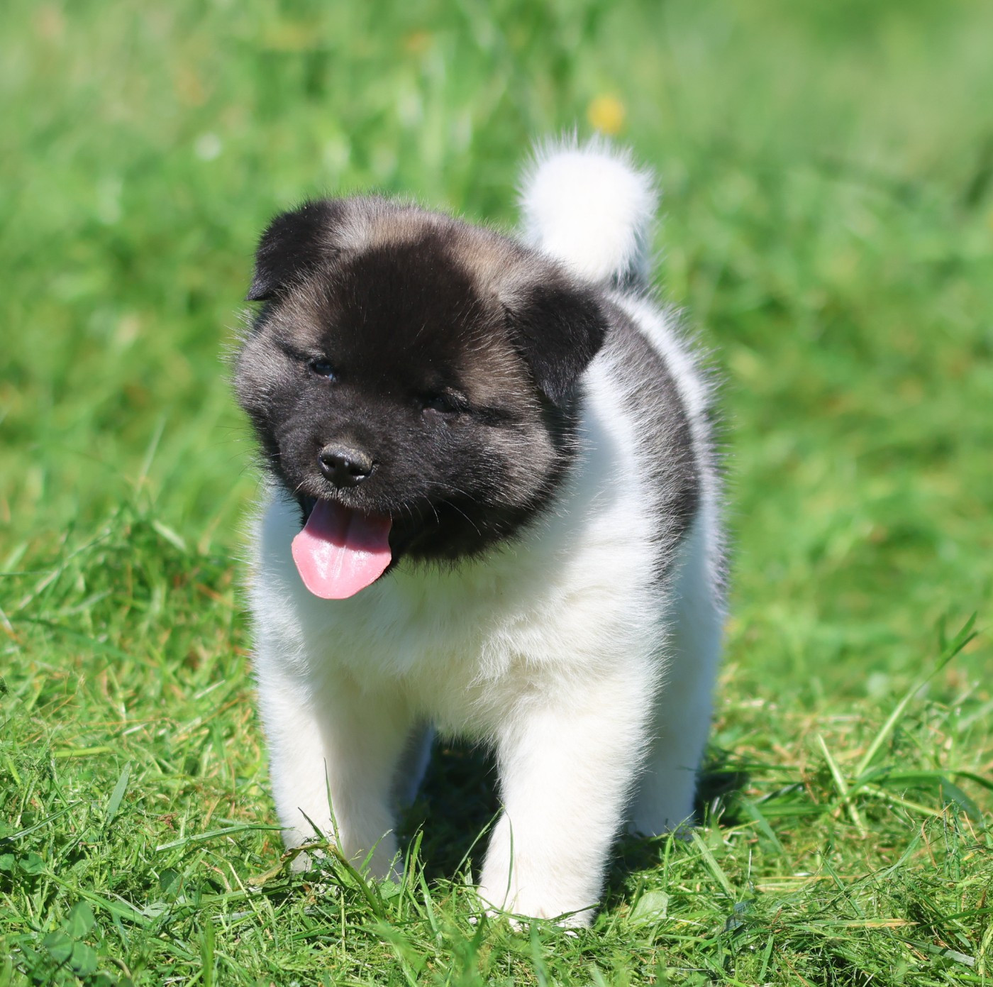 de Daybreak Northern - Chiots disponibles - Akita americain