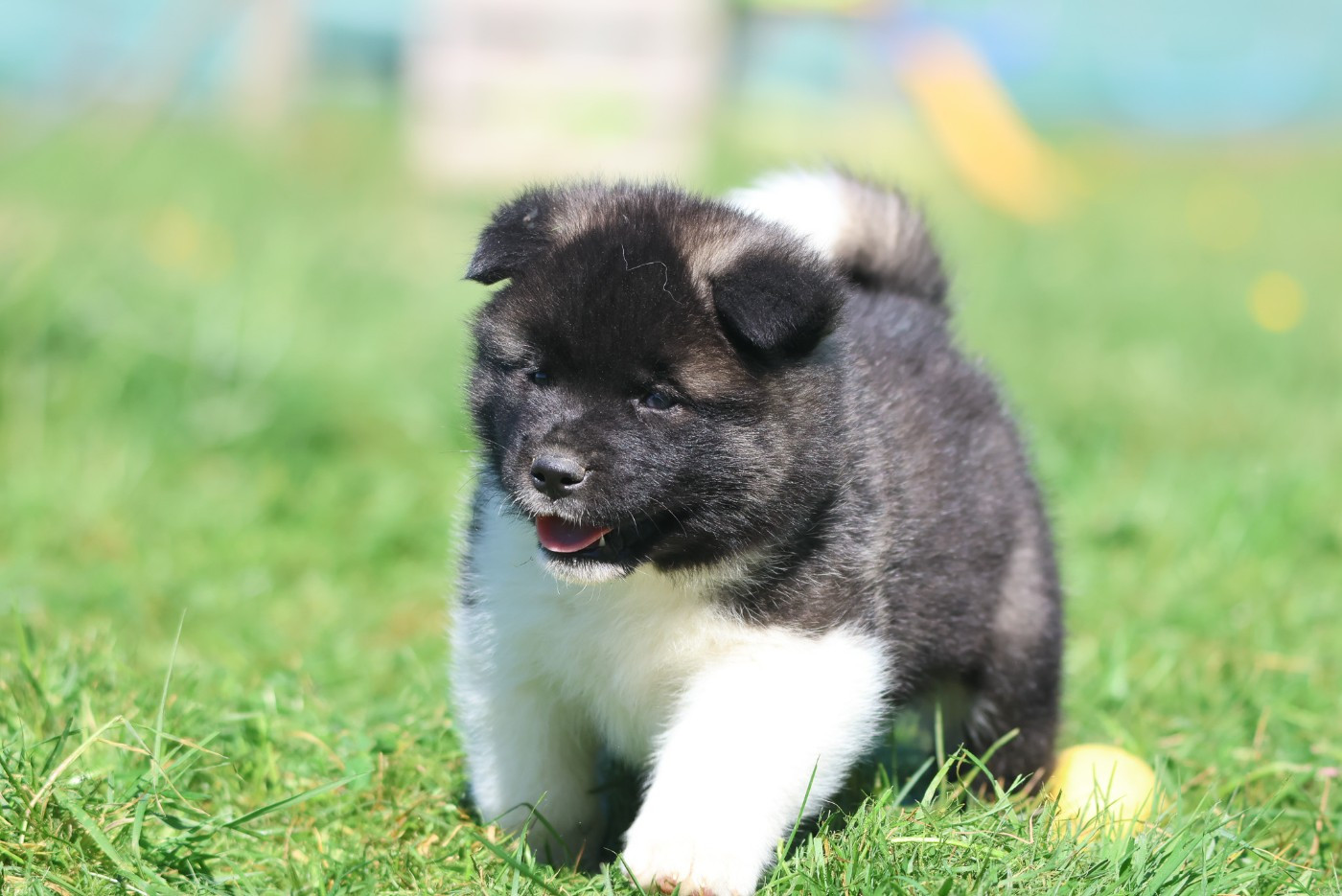 de Daybreak Northern - Chiots disponibles - Akita americain