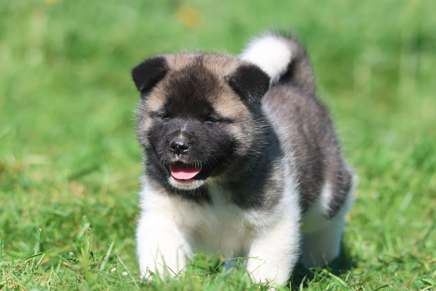 de Daybreak Northern - Chiots disponibles - Akita americain
