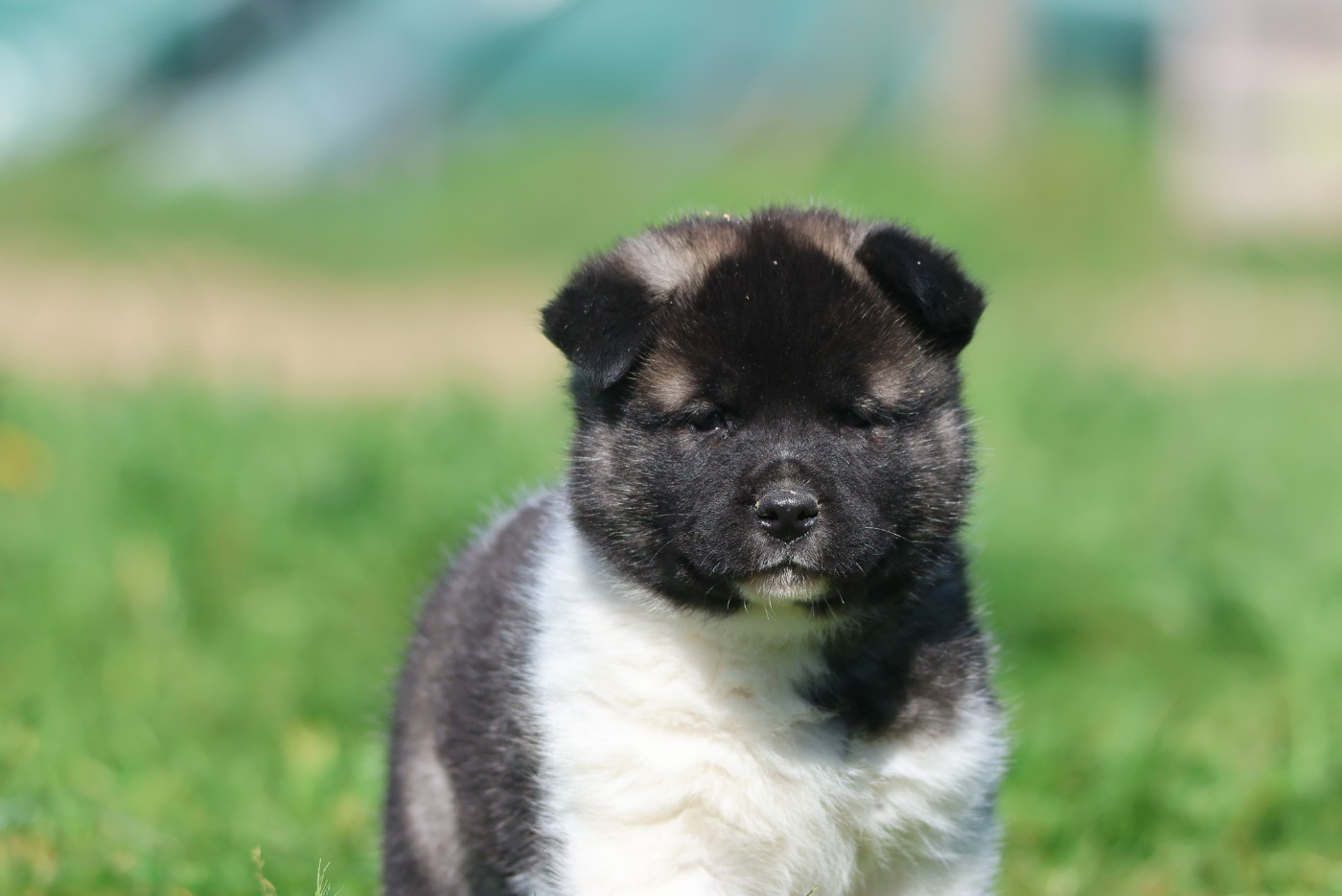 de Daybreak Northern - Chiots disponibles - Akita americain