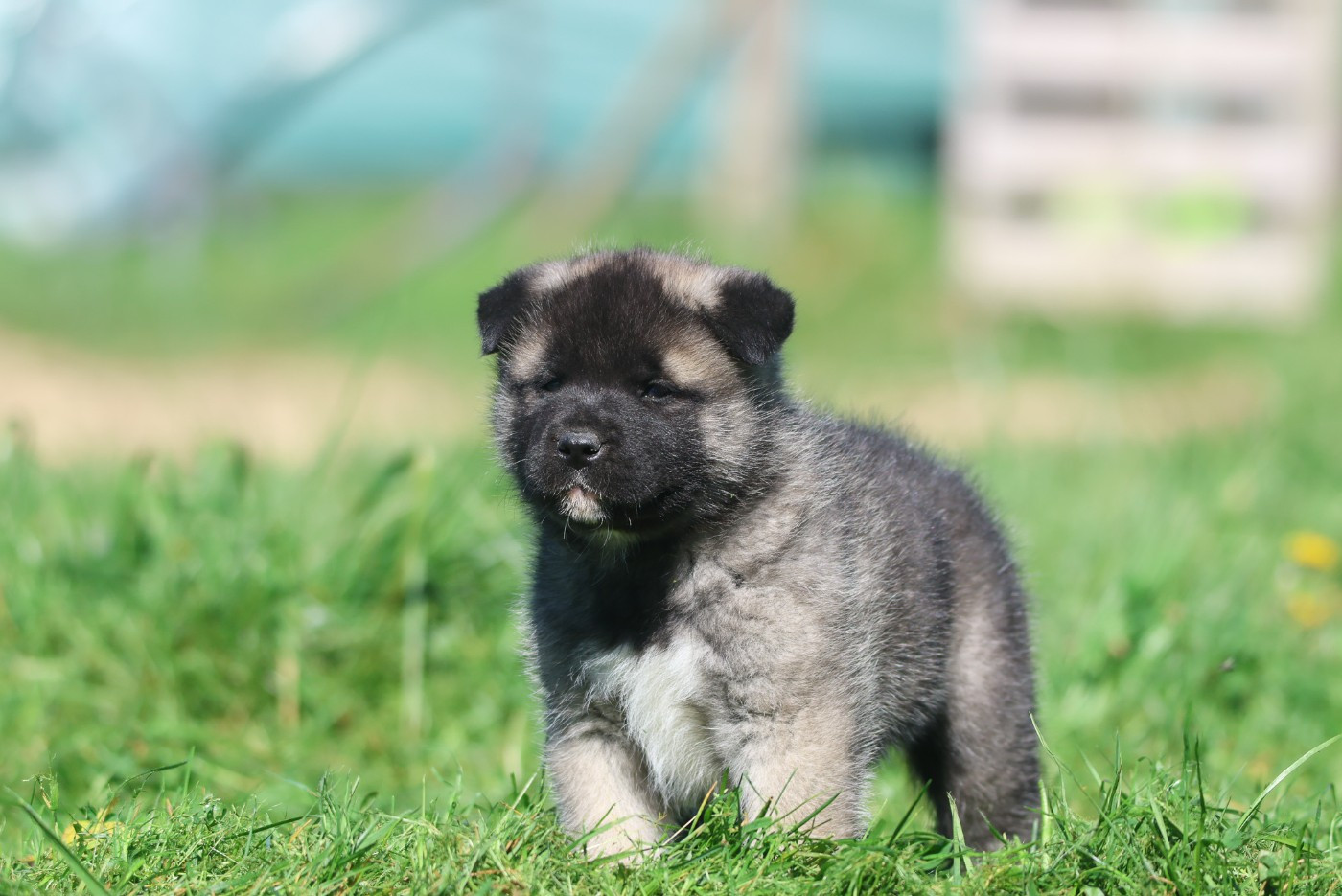 de Daybreak Northern - Chiots disponibles - Akita americain