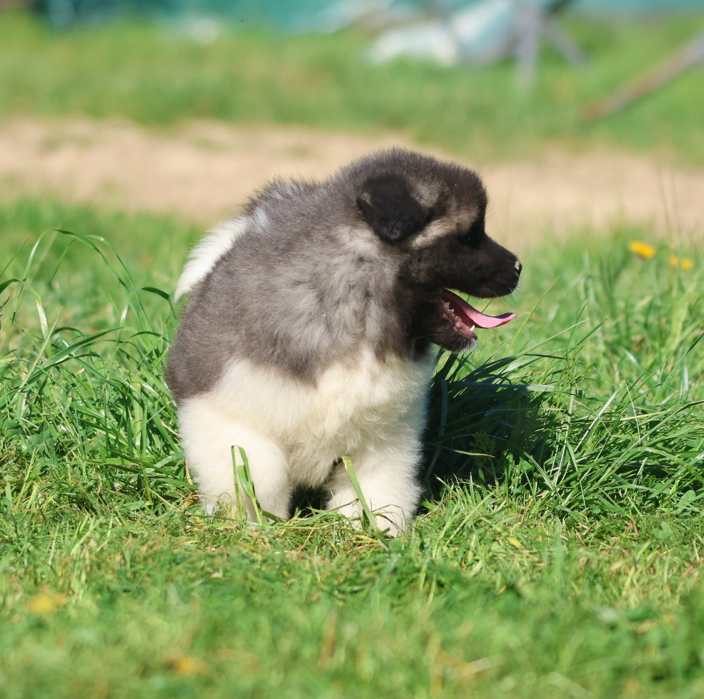 de Daybreak Northern - Chiots disponibles - Akita americain