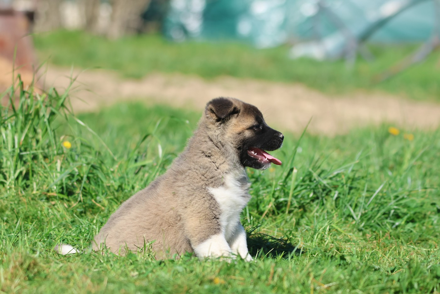 de Daybreak Northern - Chiots disponibles - Akita americain