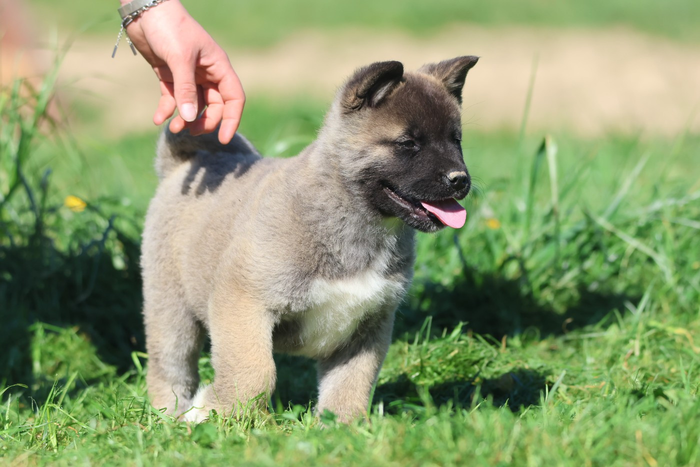 de Daybreak Northern - Chiots disponibles - Akita americain