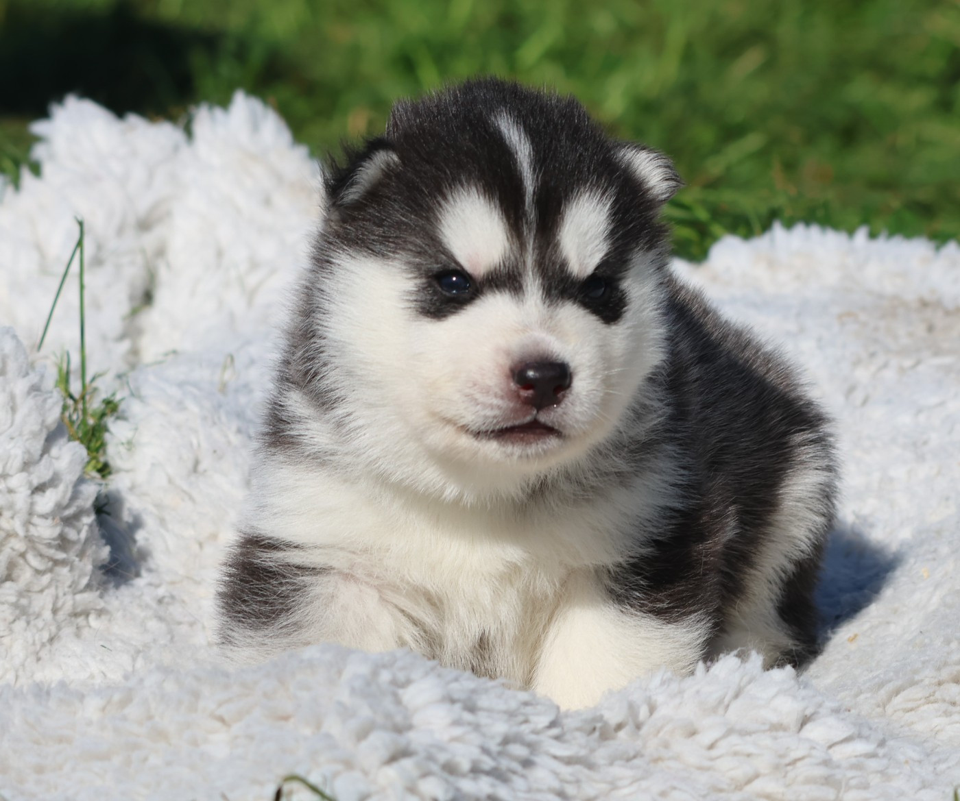 de Daybreak Northern - Chiots disponibles - Siberian Husky