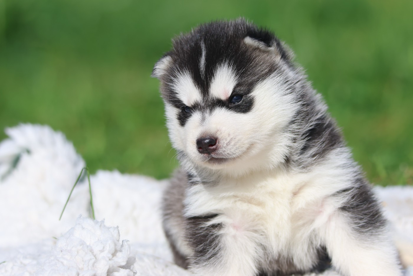 de Daybreak Northern - Chiots disponibles - Siberian Husky