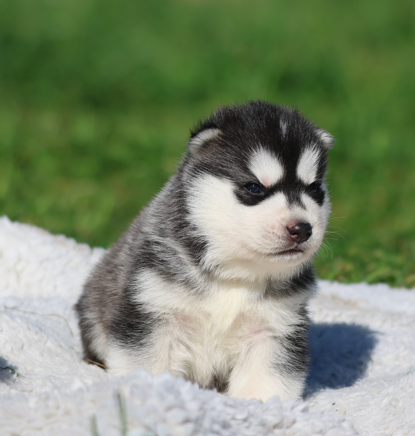 de Daybreak Northern - Chiots disponibles - Siberian Husky