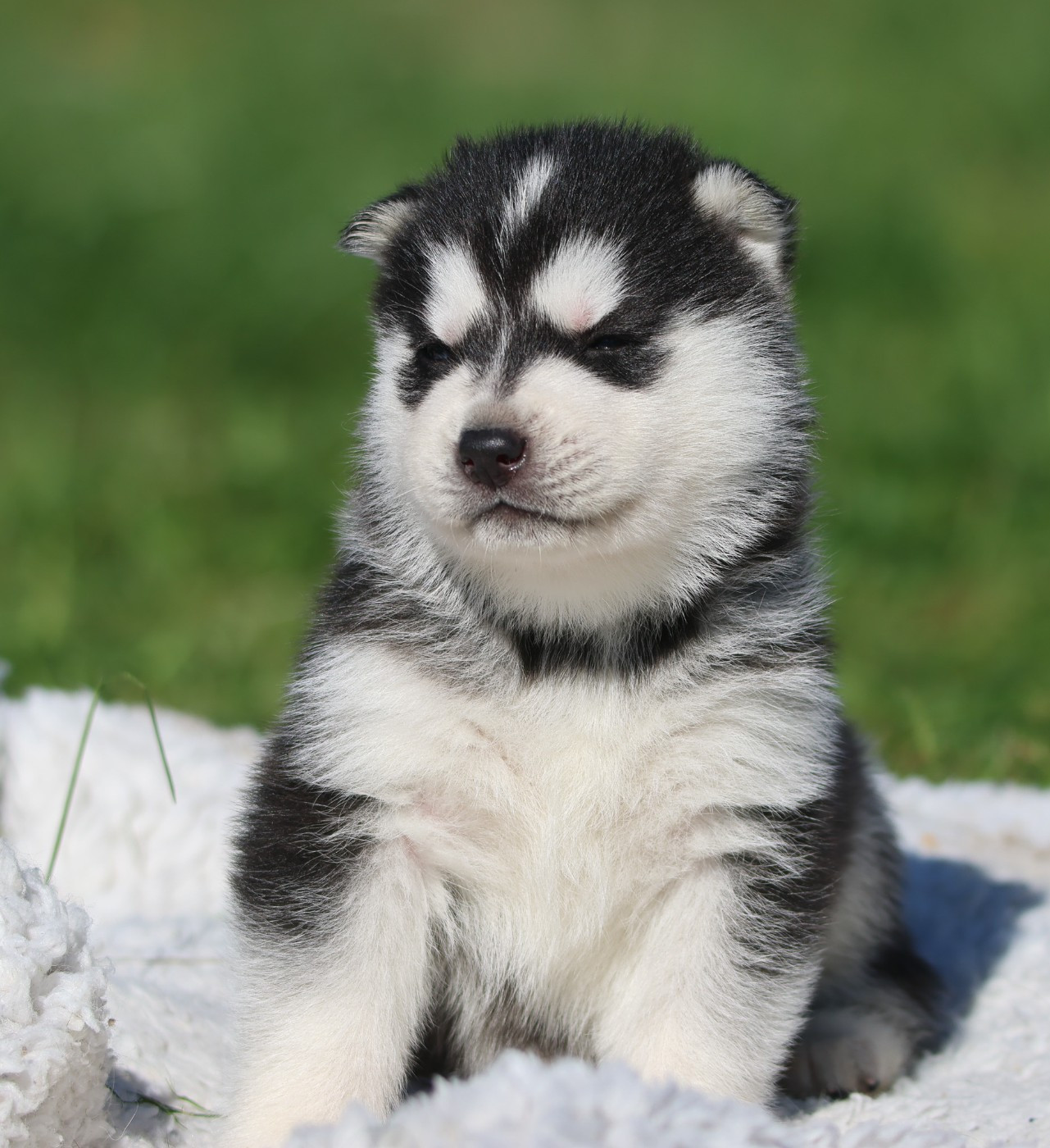 de Daybreak Northern - Chiots disponibles - Siberian Husky