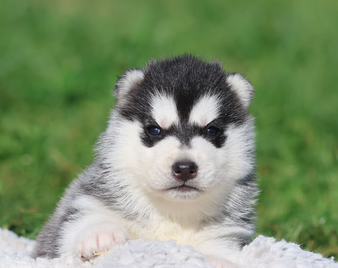 de Daybreak Northern - Chiots disponibles - Siberian Husky