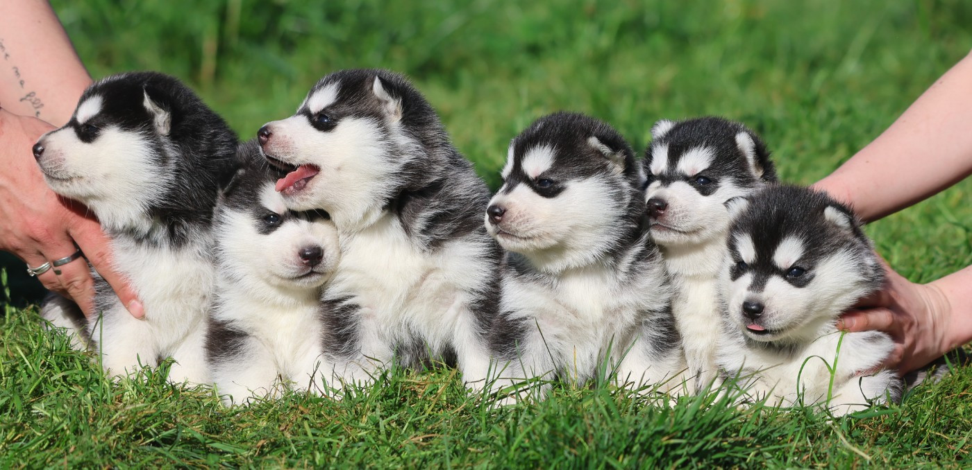 de Daybreak Northern - Siberian Husky - Portée née le 18/03/2026