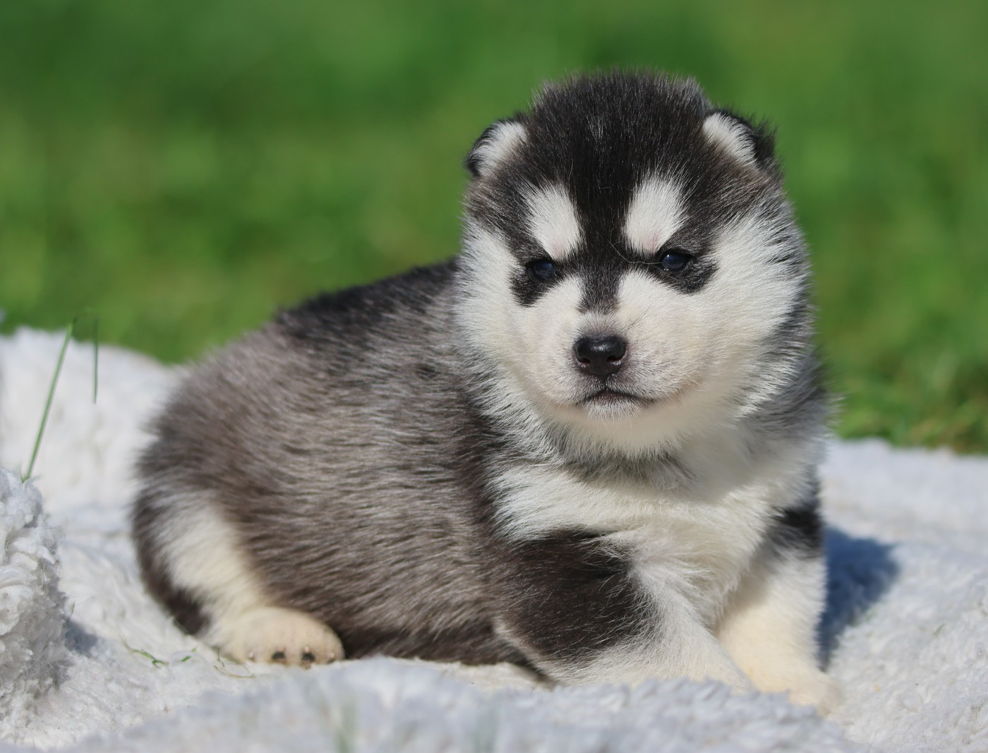 de Daybreak Northern - Chiots disponibles - Siberian Husky