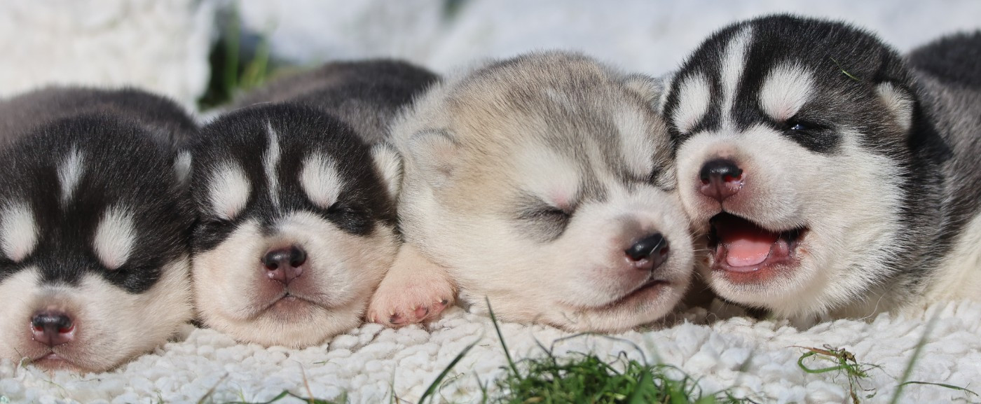Chiot Siberian Husky de Daybreak Northern