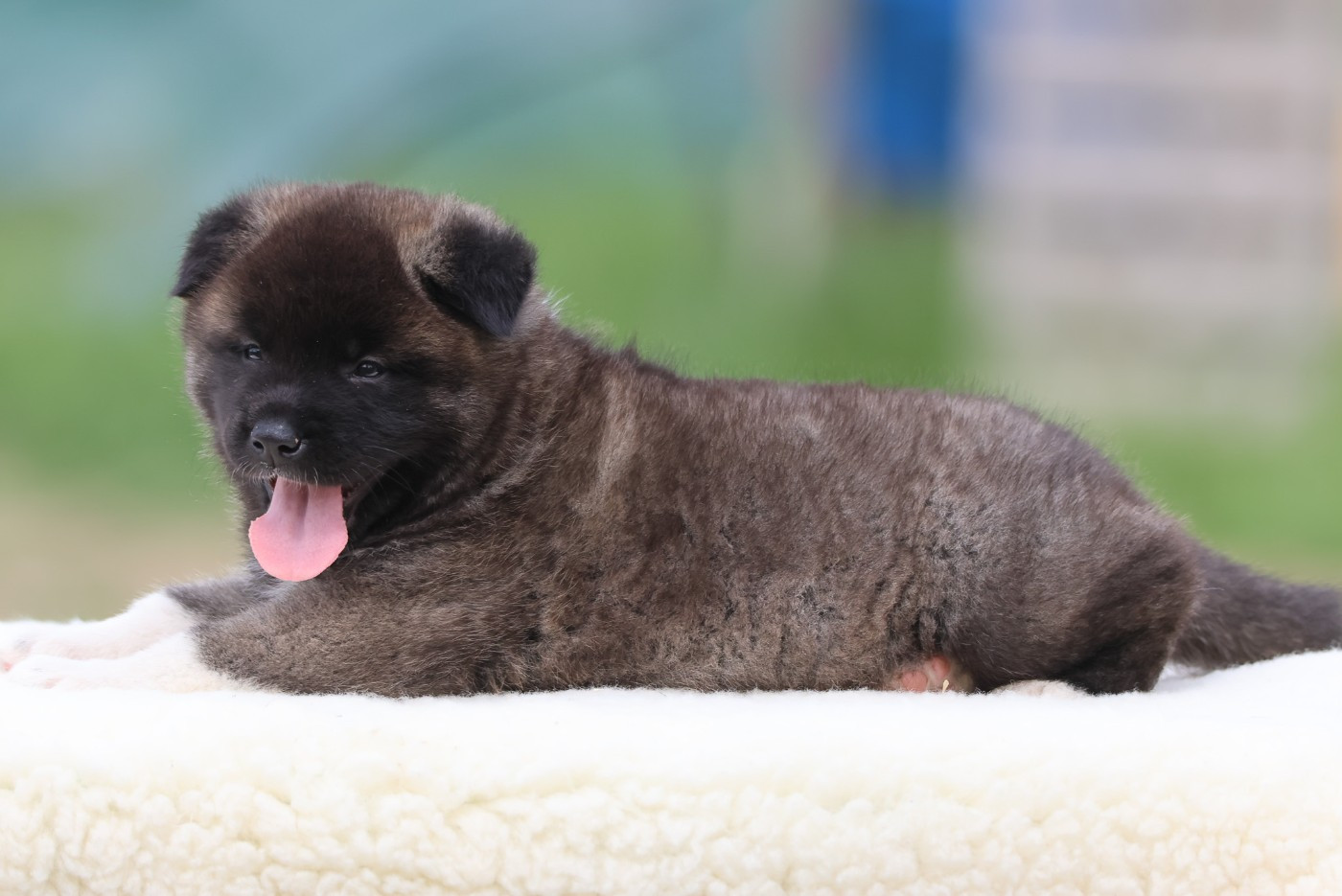 de Daybreak Northern - Chiots disponibles - Akita americain