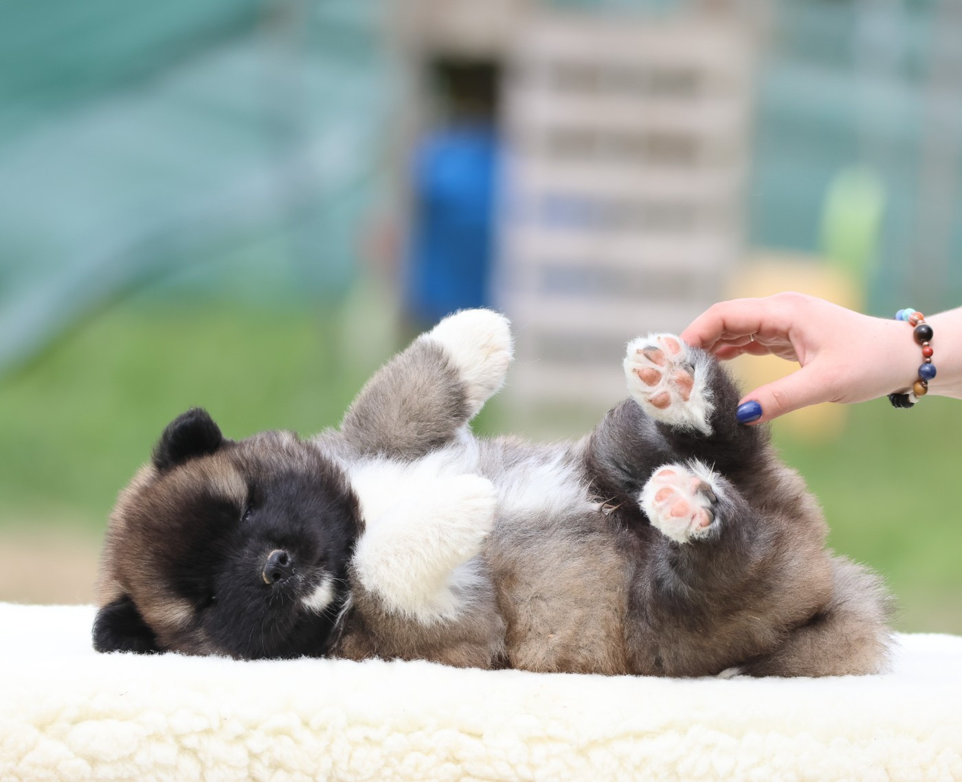 de Daybreak Northern - Chiots disponibles - Akita americain