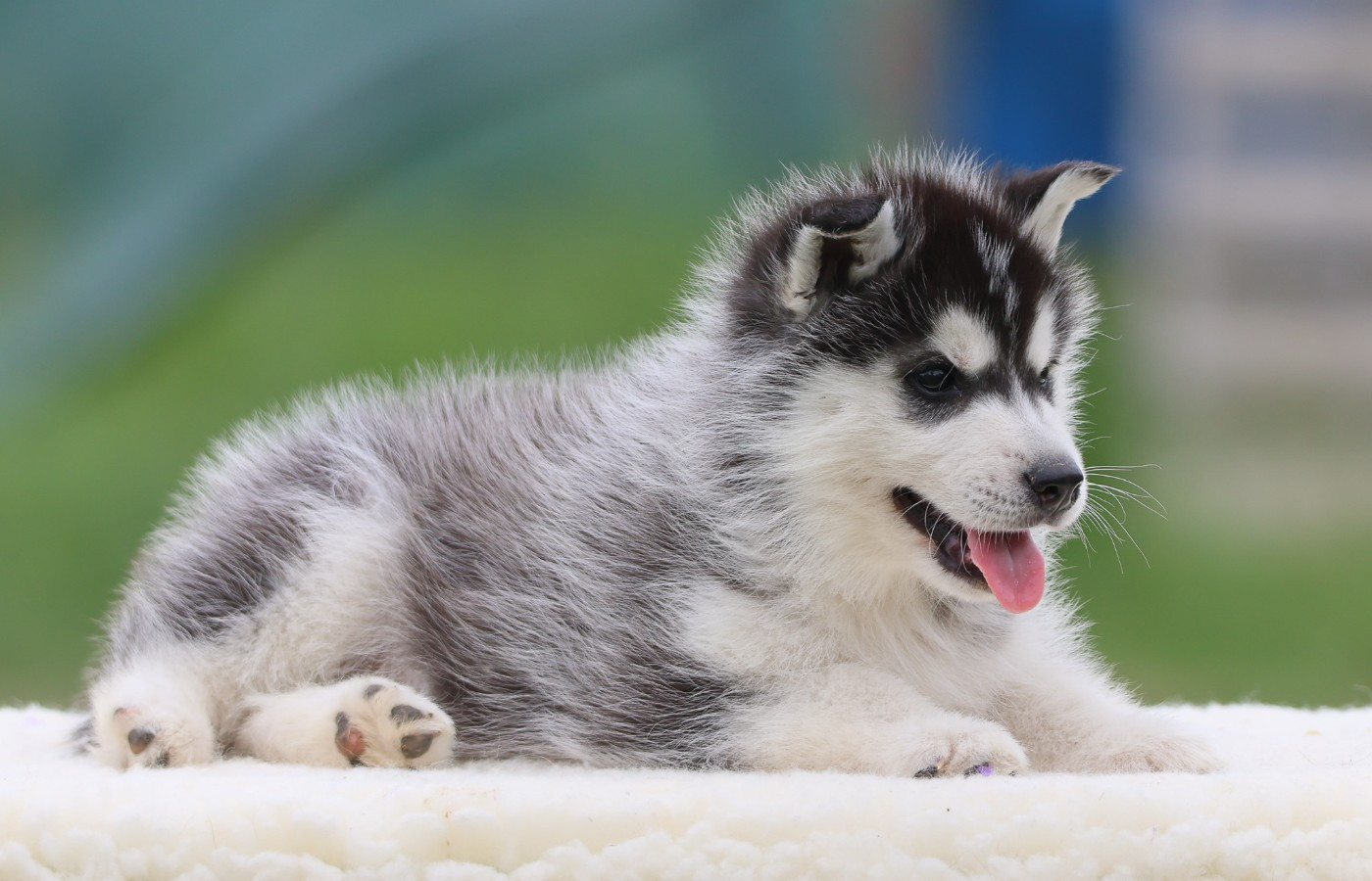 de Daybreak Northern - Chiots disponibles - Siberian Husky